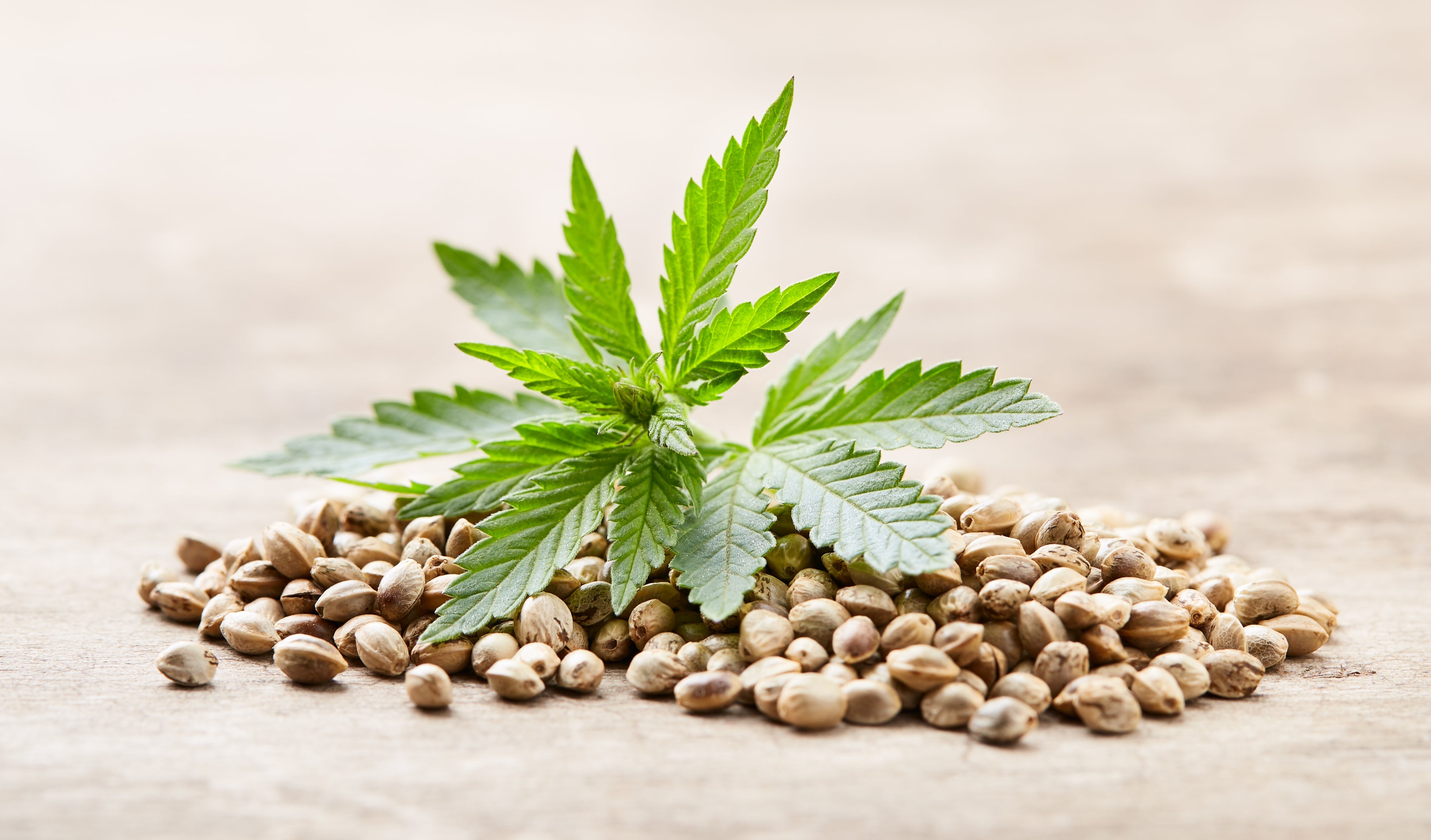 5 Questions to Ask Before Buying THC Products