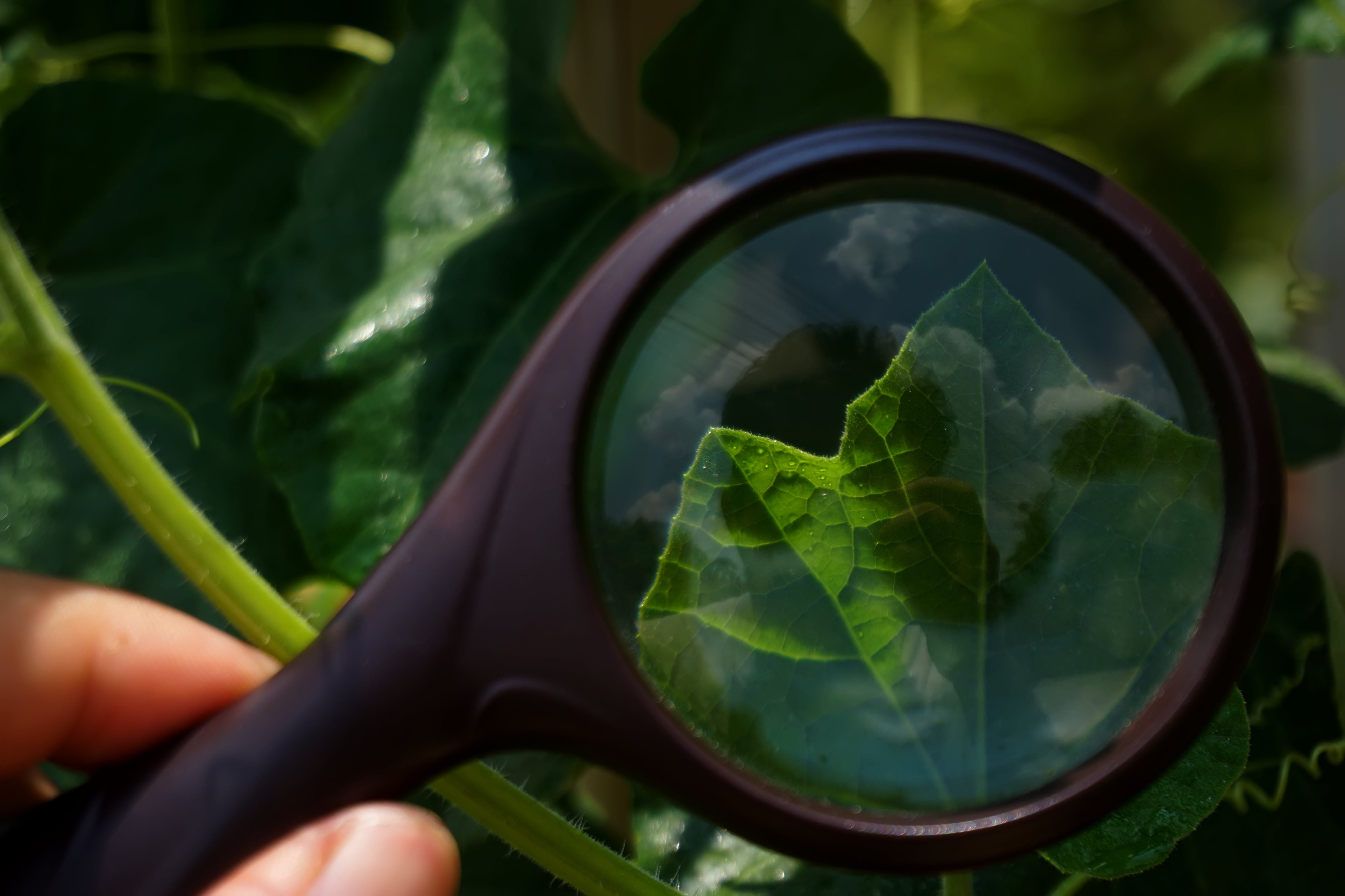 What is Delta-8, Delta-9, THCP, and HHC?